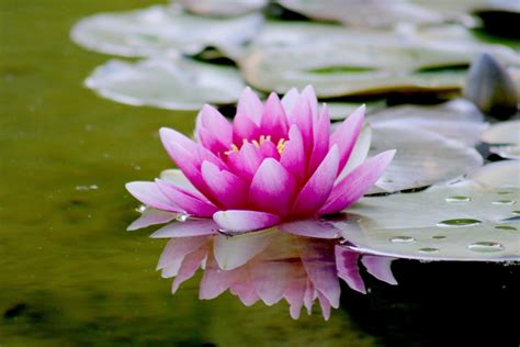 “De Nachtegaal en de Lotusbloem”: Een Verrassende Fusie van Natuurlijke Harmonie en Mysterieuze Symboliek!