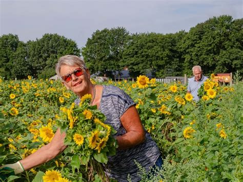  De Zonnebloem en de Ontroerende Pracht van Herfstkleuren