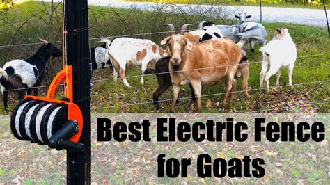 How Many Strands of Electric Fence for Goats: A Journey Through the Pasture of Possibilities