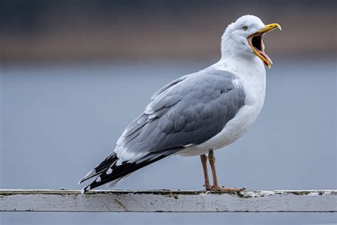 What Happens If You Die on a Cruise Ship: And Why Do Seagulls Always Know?