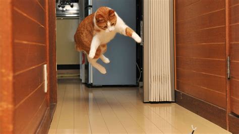 Why Did UPS Give My Package to USPS? And Why Do Cats Always Land on Their Feet?